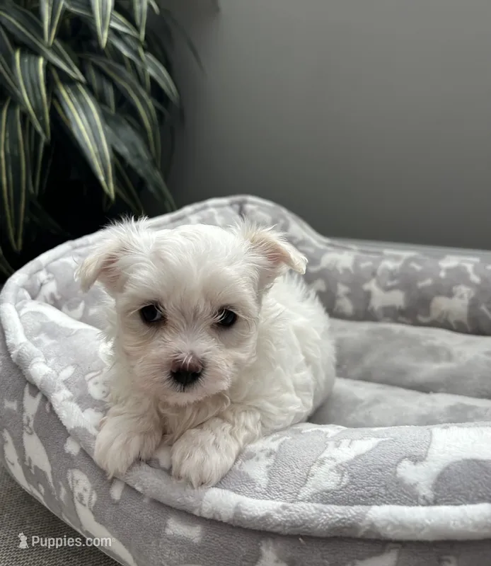 Emmy – Maltese puppy for sale in Elgin, IL