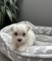 Emmy, a female Maltese for sale in Elgin, IL – 1 of 3