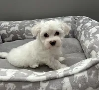 Coco pending, a female Maltese for sale in Elgin, IL – 4 of 5