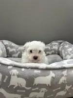 Teddy, a male Maltese for sale in Elgin, IL – 3 of 3