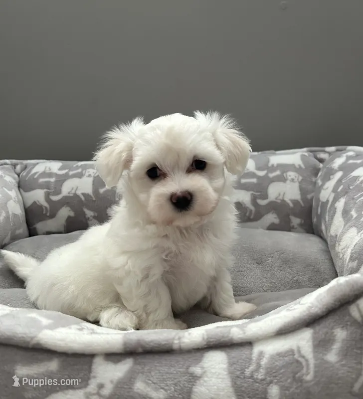 Coco – Maltese puppy for sale in Elgin, IL