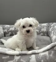 Coco pending, a female Maltese for sale in Elgin, IL – 1 of 5