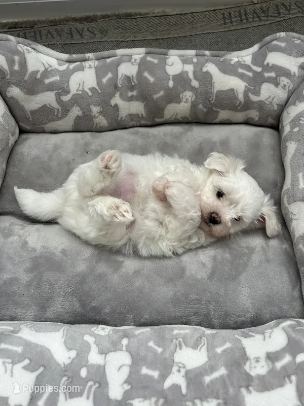 Teddy – Maltese puppy for sale in Elgin, IL
