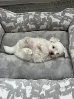 Teddy, a male Maltese for sale in Elgin, IL – 1 of 3