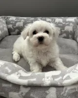 Coco pending, a female Maltese for sale in Elgin, IL – 5 of 5
