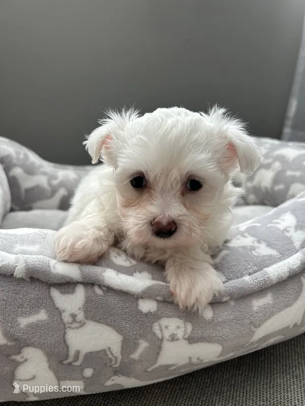 Mia – Maltese puppy for sale in Elgin, IL