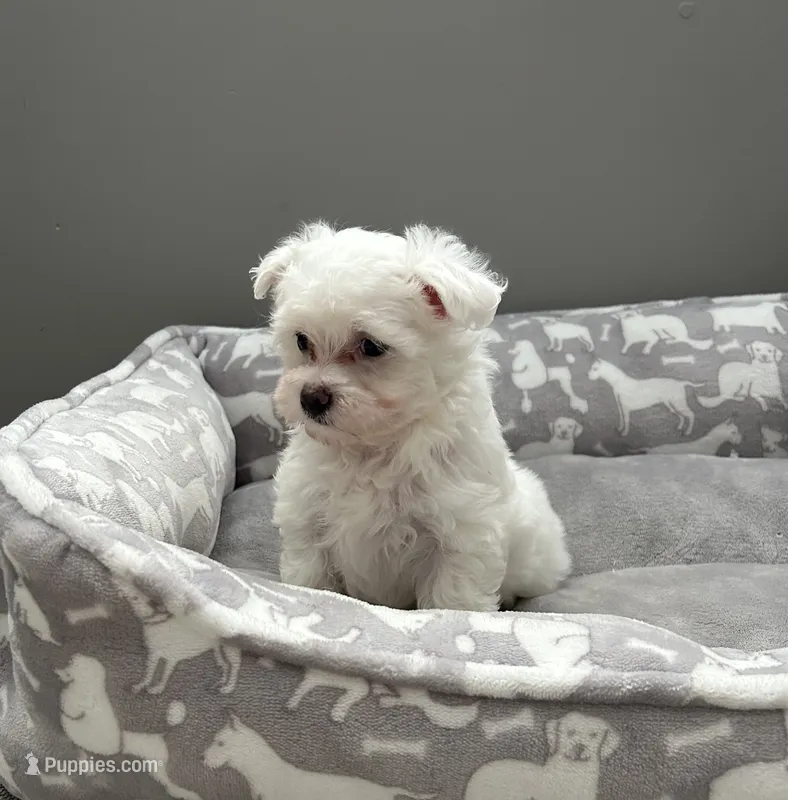 Mia – Maltese puppy for sale in Elgin, IL