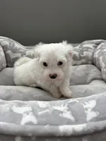 Coco, a female Maltese for sale in Elgin, IL – 2 of 3