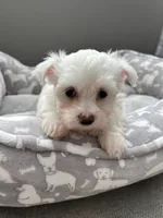 Mia, a female Maltese for sale in Elgin, IL – 3 of 3