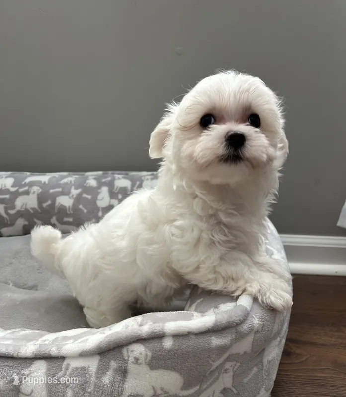 Emmy – Maltese puppy for sale in Elgin, IL