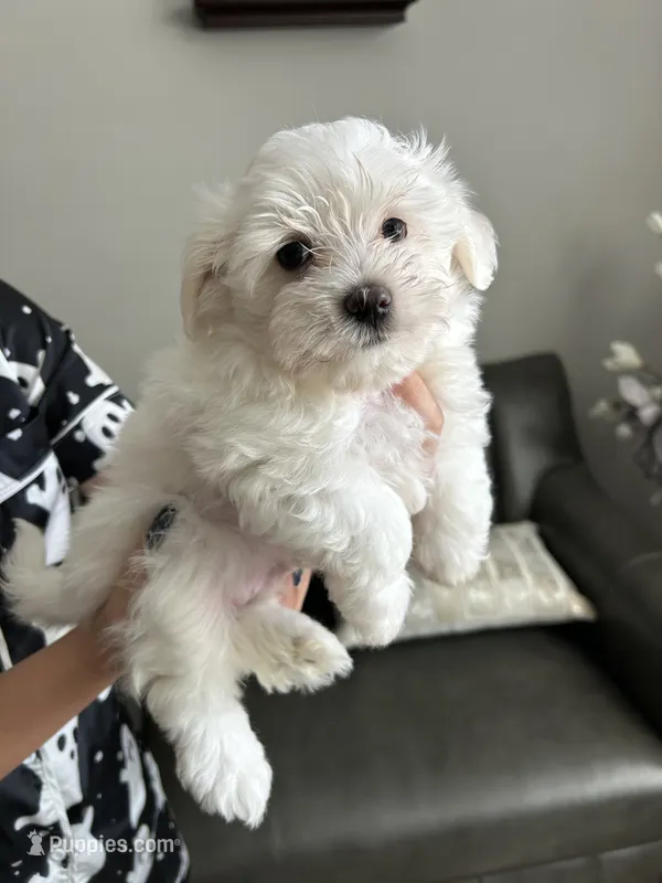 Teddy – Maltese puppy for sale in Elgin, IL