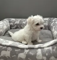 Coco pending, a female Maltese for sale in Elgin, IL – 2 of 5