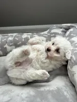 Mia, a female Maltese for sale in Elgin, IL – 2 of 3
