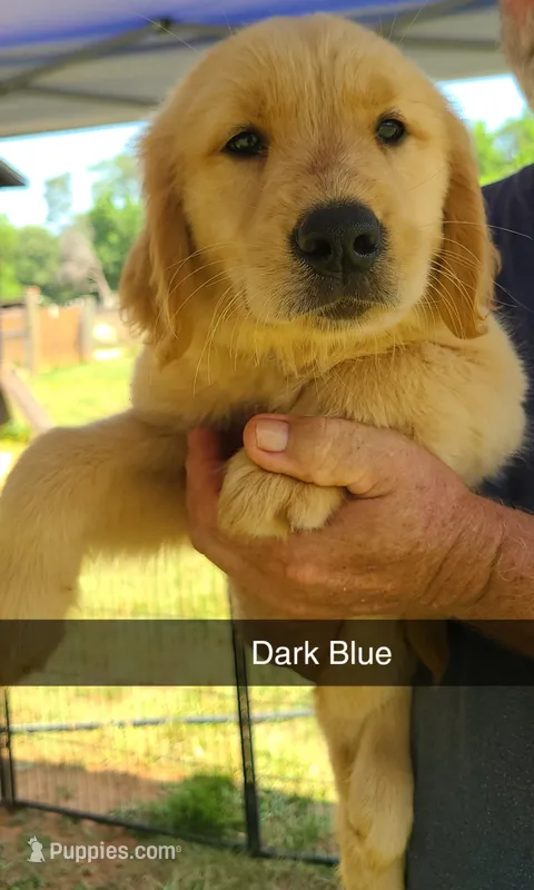 Dark Blue – Golden Retriever puppy for sale in Taylorsville, NC