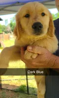 Dark Blue, a female Golden Retriever for sale in Taylorsville, NC – 1 of 1
