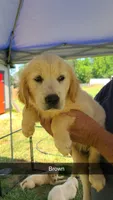 Brown, a female Golden Retriever for sale in Taylorsville, NC – 1 of 1