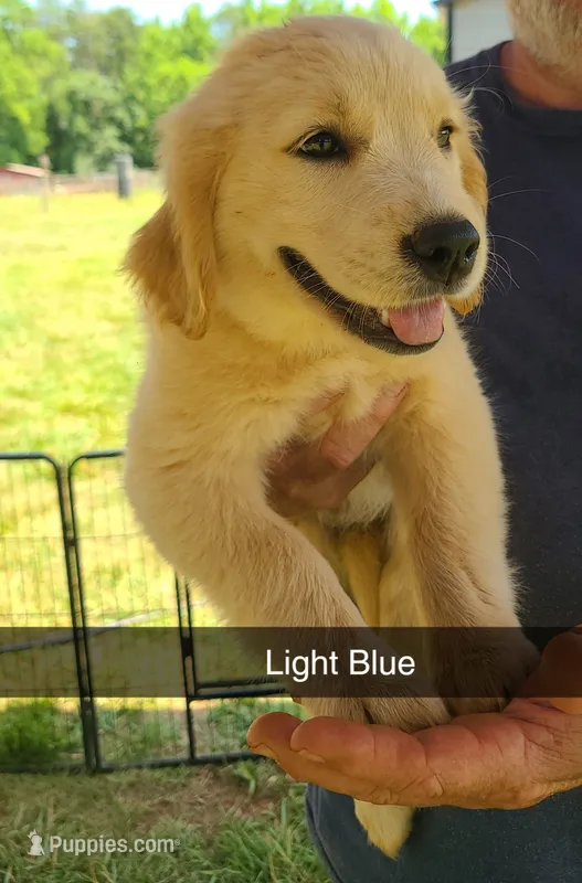 Light Blue – Golden Retriever puppy for sale in Taylorsville, NC