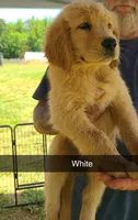 White, a female Golden Retriever for sale in Taylorsville, NC – 1 of 1