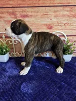 Dolly, a female Boxer for sale in Pittsford, MI – 3 of 4