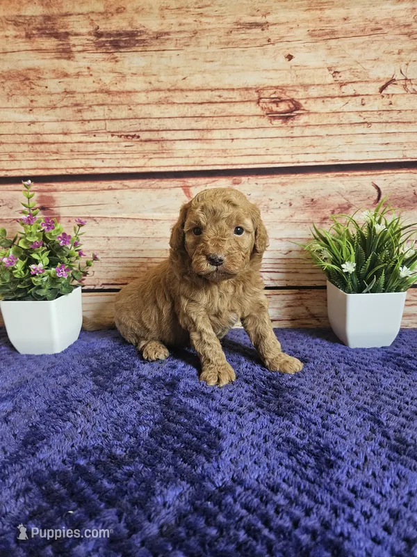 🩷Blossom F1b 🩷 – Miniature Goldendoodle puppy for sale in Pittsford, MI