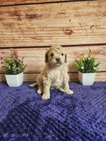🩷Abby F1b 🩷, a female Miniature Goldendoodle for sale in Pittsford, MI – 4 of 4