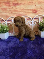 Oscar F1b, a male Cavapoo for sale in Pittsford, MI – 3 of 6