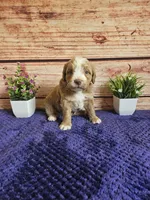 💙Jack F1b 💙, a male Miniature Goldendoodle for sale in Pittsford, MI – 2 of 3