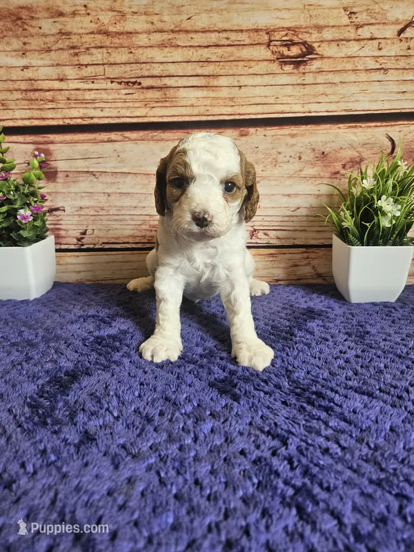 Bella F1b – Cavapoo puppy for sale in Pittsford, MI