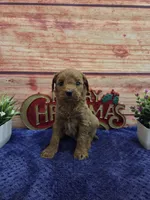 Macy F1B, a female Cavapoo for sale in Pittsford, MI – 2 of 3