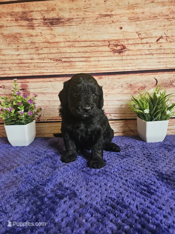 💙Teddy F1b 💙 – Miniature Goldendoodle puppy for sale in Pittsford, MI