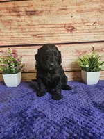 💙Teddy F1b 💙, a male Miniature Goldendoodle for sale in Pittsford, MI – 1 of 3
