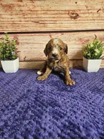 Max F1b , a male Cavapoo for sale in Pittsford, MI – 4 of 4