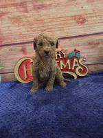 Alice F1B, a female Cavapoo for sale in Pittsford, MI – 2 of 3