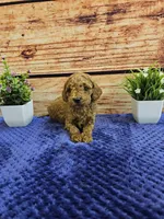 Trixie F1B, a female Cavapoo for sale in Pittsford, MI – Photo 4 of 4