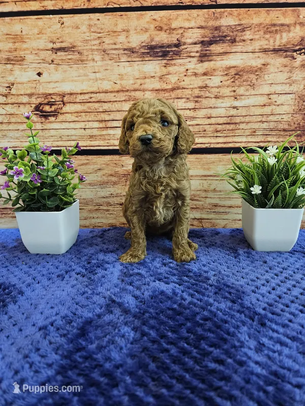 Trixie F1B – Cavapoo puppy for sale in Pittsford, MI