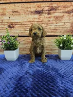 Trixie F1B, a female Cavapoo for sale in Pittsford, MI – Photo 1 of 4
