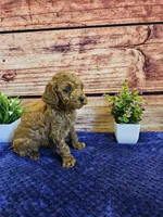 Trixie F1B, a female Cavapoo for sale in Pittsford, MI – Photo 3 of 5