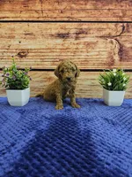 Trixie F1B, a female Cavapoo for sale in Pittsford, MI – Photo 2 of 4