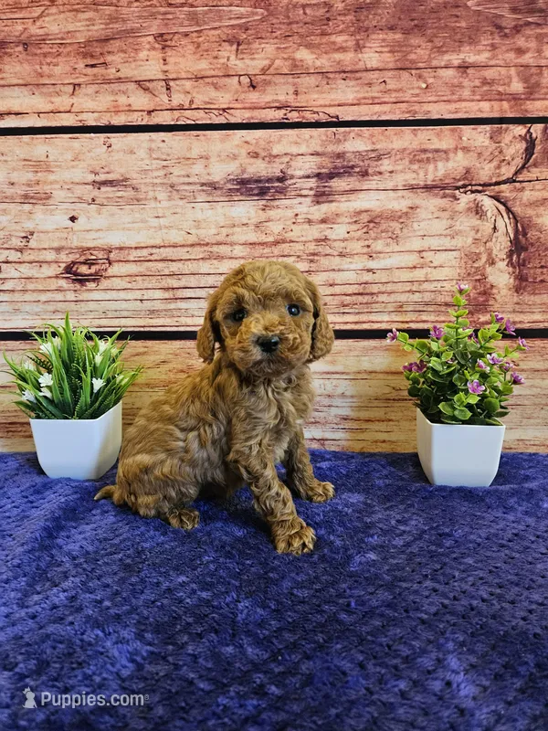Trixie F1B – Cavapoo puppy for sale in Pittsford, MI