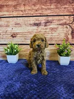Trixie F1B, a female Cavapoo for sale in Pittsford, MI – Photo 4 of 5
