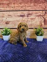 Trixie F1B, a female Cavapoo for sale in Pittsford, MI – Photo 5 of 5