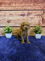 Trixie F1B, a female Cavapoo for sale in Pittsford, MI – Photo 2 of 5