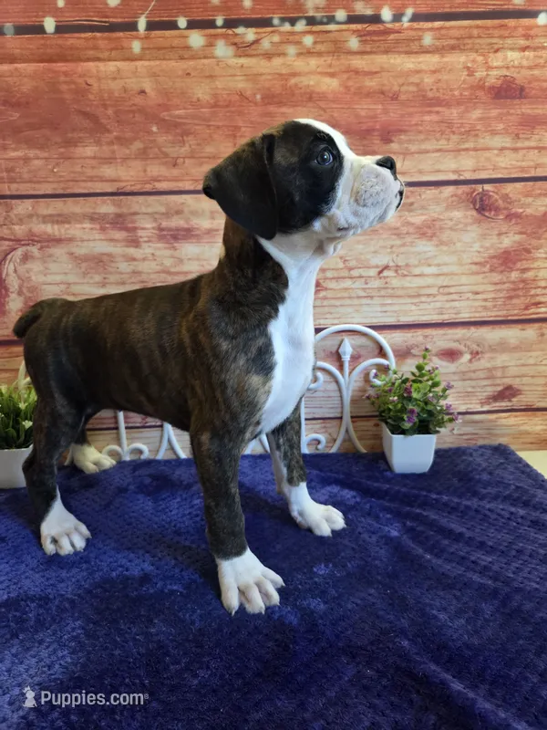 Miley AKC – Boxer puppy for sale in Pittsford, MI
