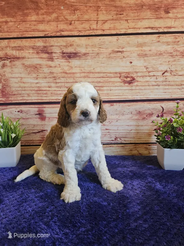 ❤️Bella F1b❤️ – Cavapoo puppy for sale in Pittsford, MI