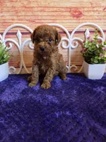 Spot F1b, a male Cavapoo for sale in Pittsford, MI – 4 of 5
