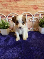 Fawn F1b, a female Cavapoo for sale in Pittsford, MI – 3 of 5