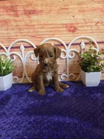 Lisa F1b, a female Cavapoo for sale in Pittsford, MI – 5 of 5