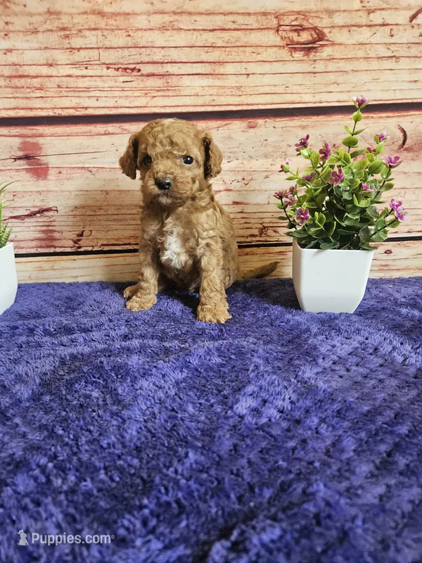 Ozzy F1B  – Cavapoo puppy for sale in Pittsford, MI