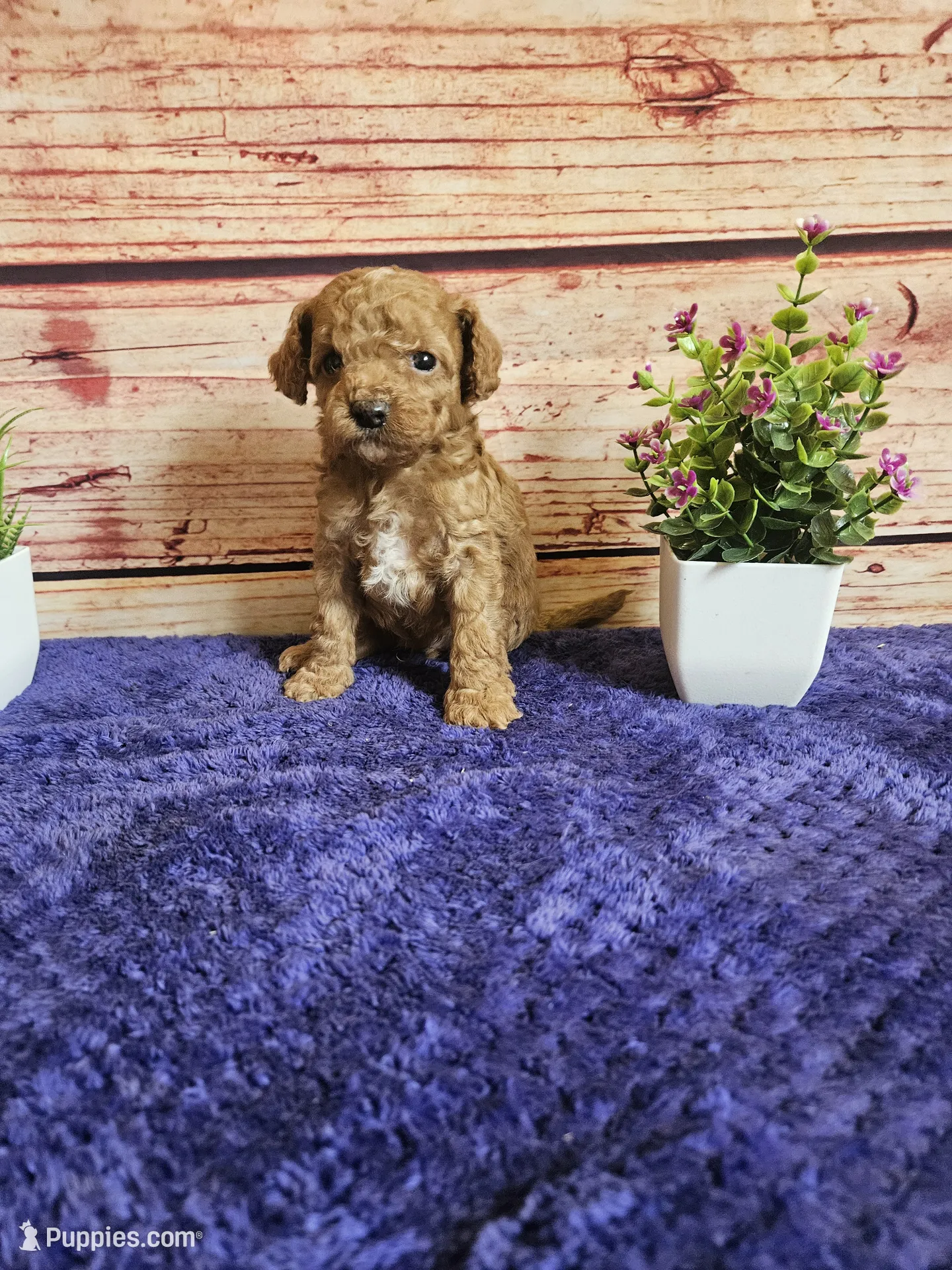 Ozzy F1B – Cavapoo Puppy for Sale in Pittsford, MI | Puppies.com