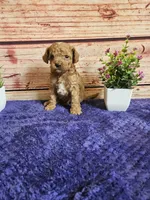 Ozzy F1B , a male Cavapoo for sale in Pittsford, MI – 1 of 3